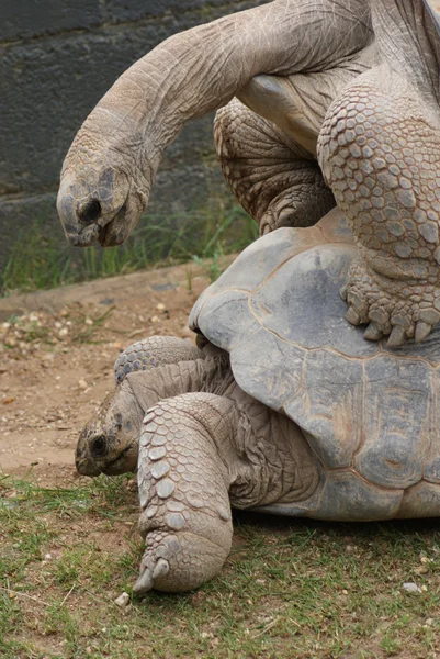 Mating Pair of Aldabra Giant Tortoise - Aldabrachelys gigantea