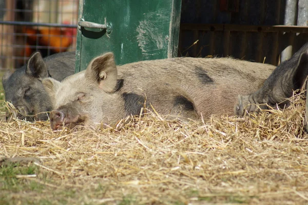 Images from the Farmyard - Sleeping Pig