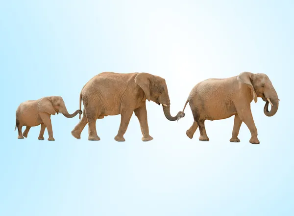 Portrait of three elephants walking against a blue background