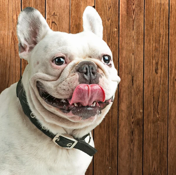 Close-up Of A Bulldog