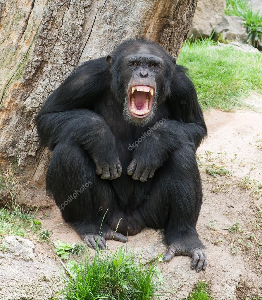 old chimpanzee teeth