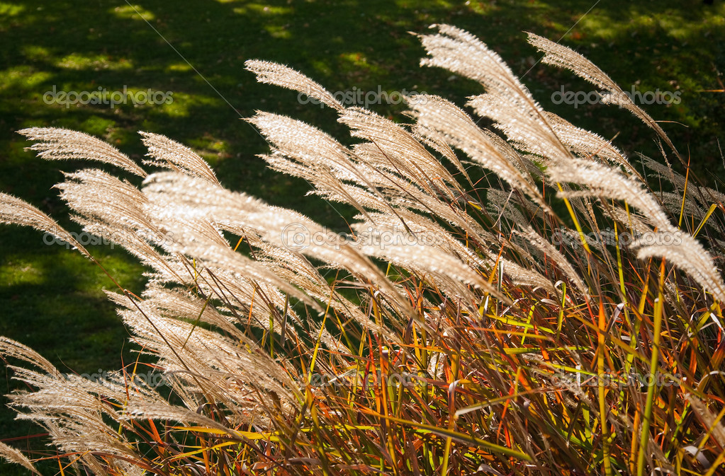 depositphotos_330102