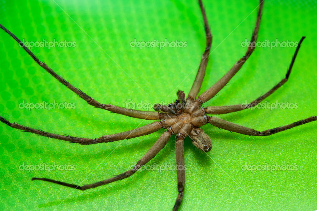 Cane Spider — Stock Photo © foto76 13387091