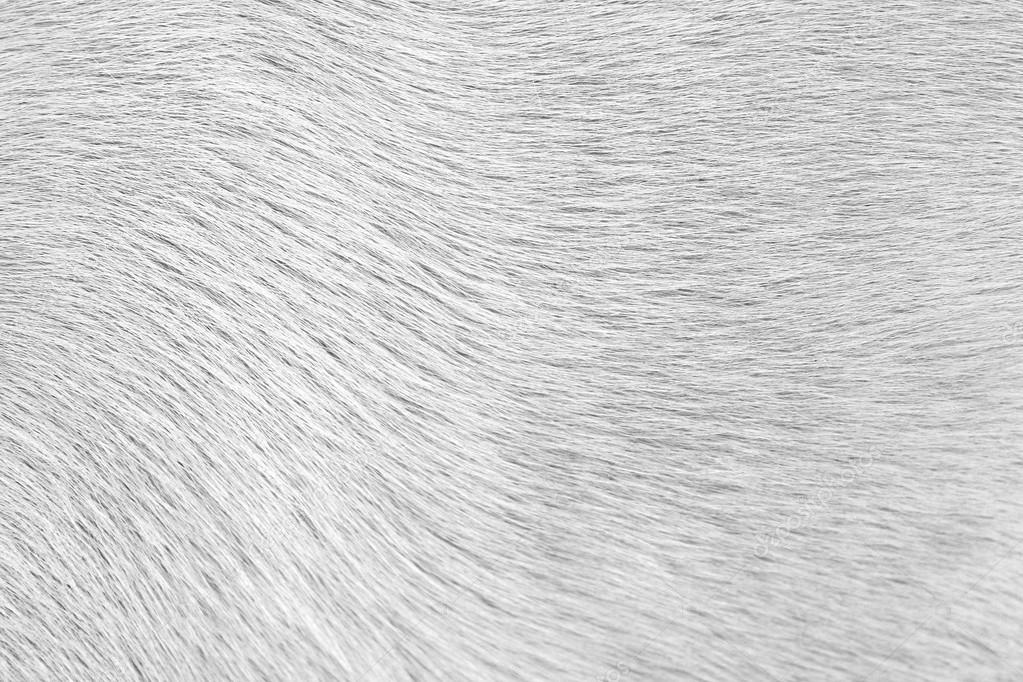 Closeup of dog fur — Stock Photo © foto76 41594885