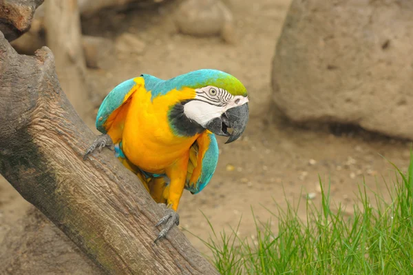 Macaw bird.