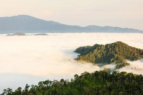 Landscape forest sea fog.