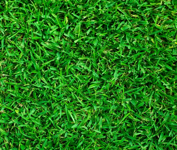 Green grass texture