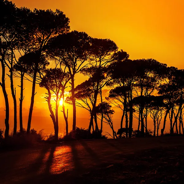 Beautiful trees on sunset