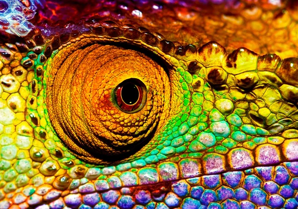 Reptilian eye