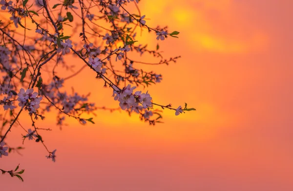 Cherry blossom over orange sunset