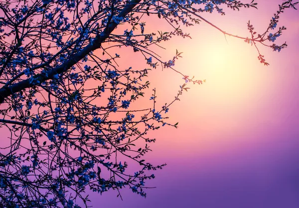 Cherry blossom over purple sunset