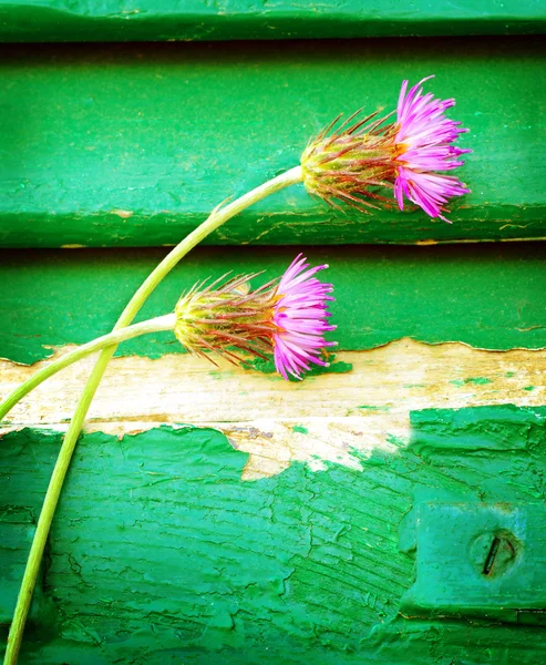 Pink cornflowers on wooden background