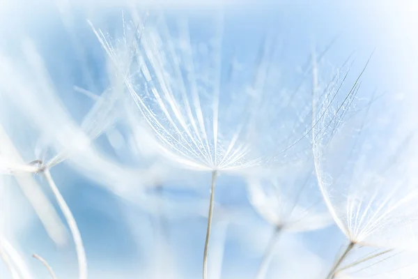 Abstract dandelion background
