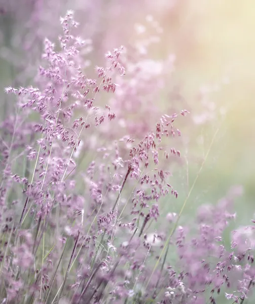 Dreamy pink flowers field