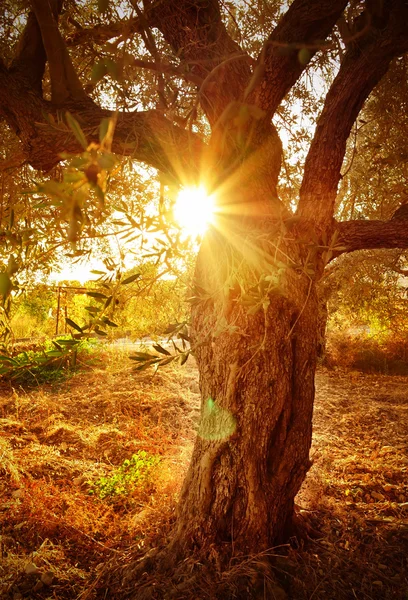 Sun beam through olive tree branch