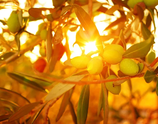 Olive tree background