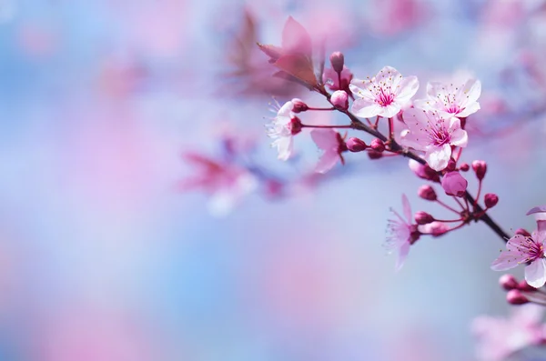 Beautiful cherry blossom