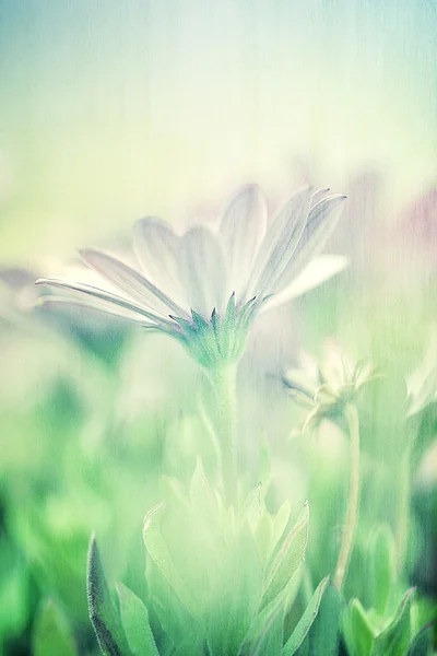 Gentle daisy field