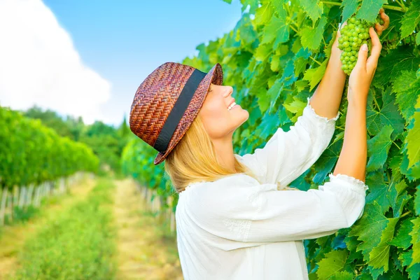 Woman pluck grape
