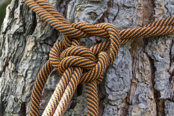 Macro climbing rope tied to a big tree