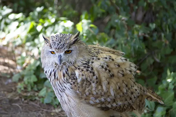Stunning white owl brown eyes