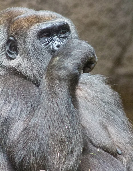 Gray back gorilla eating a branch