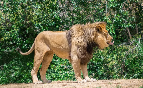 Large mane Lion, wander in search of a dam