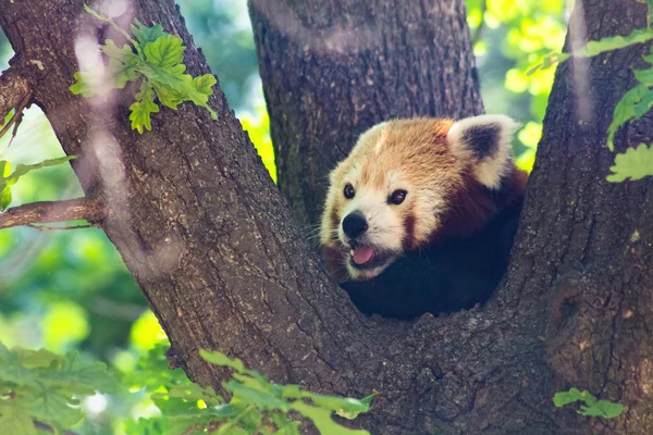 Red panda bear, sleep in a tree