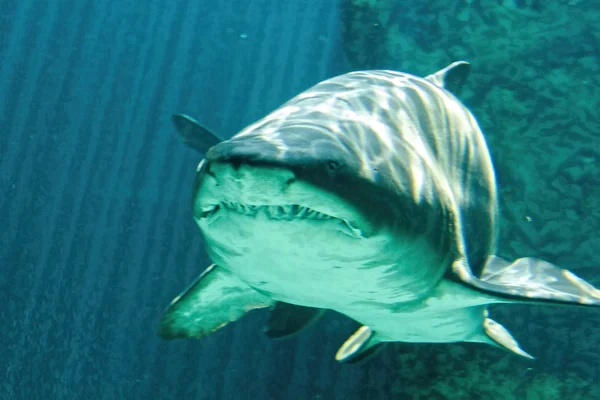 Dangerous bull shark jaw huge