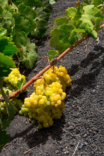 兰萨罗特岛 la 阿尔及利亚葡萄园在黑色火山的土壤 - 图库照片lunamarina#12755296