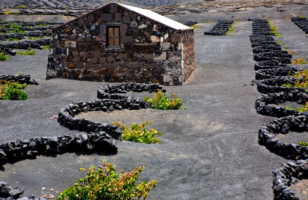 Lanzarote La Geria vineyard on black volcanic soil