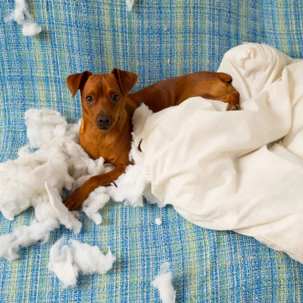 Naughty playful puppy dog after biting a pillow