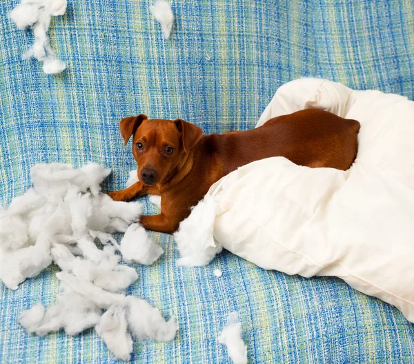 Naughty playful puppy dog after biting a pillow