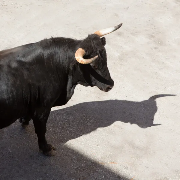 Running of the bulls at street fest in Spain