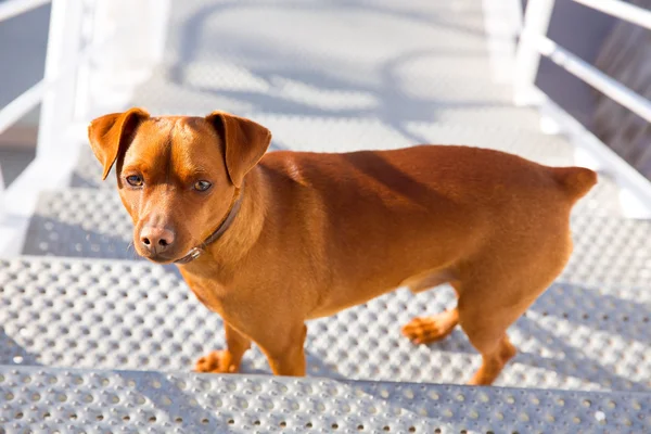 Brown dog climbing stais posing looking at camera