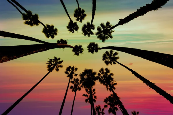 California Palm trees view from below in Santa Barbara