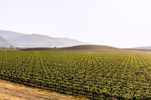 California vineyard field in US