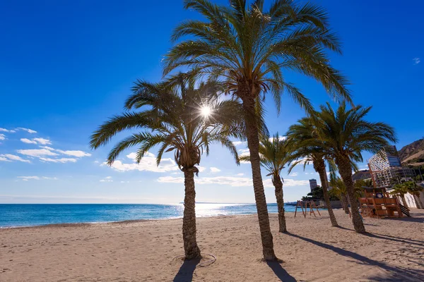 Alicante San Juan beach of La Albufereta with palms trees