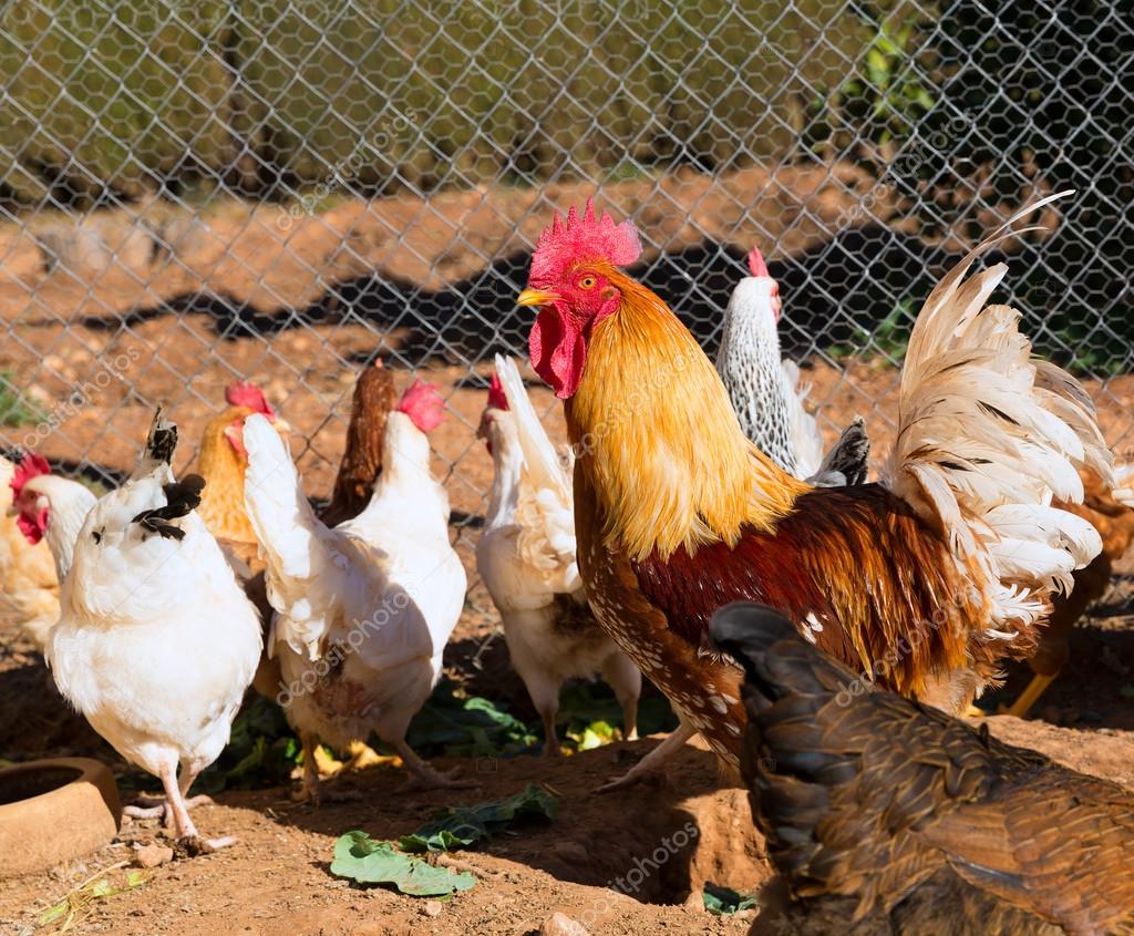 Risultati immagini per pollaio con un gallo e galline