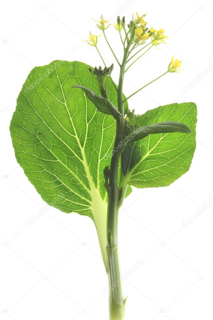 brassica rapa essay The effects of mycorrhizae on rapid-grow radish, brassica rapa by john von drasek abstract mycorrhizae are fungi that have a. brassica rapa essay The effects of mycorrhizae on rapid-grow radish, brassica rapa by john von drasek abstract mycorrhizae are fungi that have a.