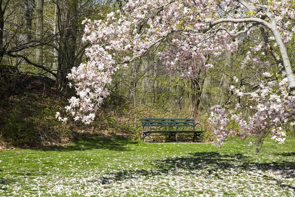 Green Park Bench and Magnolia Tree