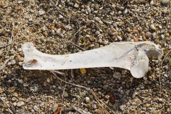 Sheep leg bone