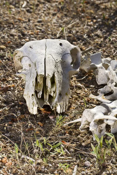 Sheep skull