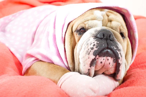 Sad english bulldog dog resting on a bed