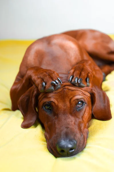 Cute rhodesian ridgeback dog puppy with paws crossed on her head