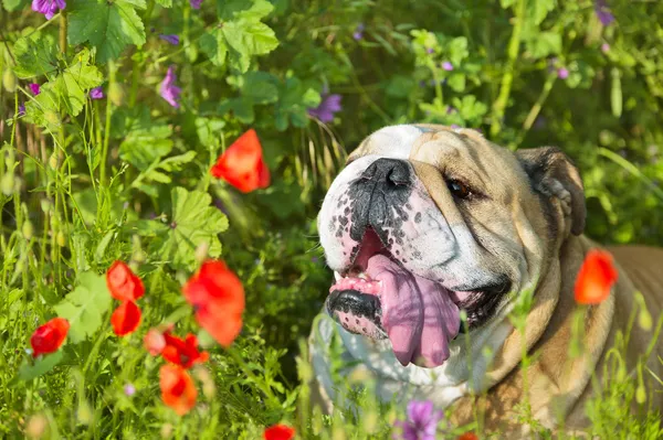 English Bulldog puppy dog in a field of flowers