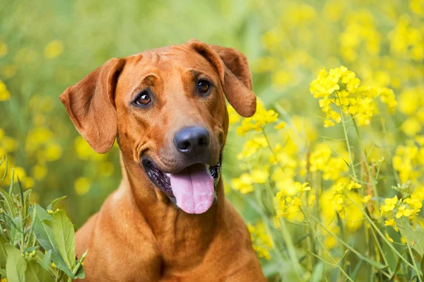 Rhodesian ridgeback puppy dog in a field of flowers