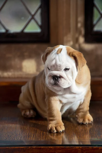 Cute english bulldog puppy in a luxury room indoors