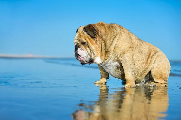 Funny dog english bulldog sitting in the water looking on his mi