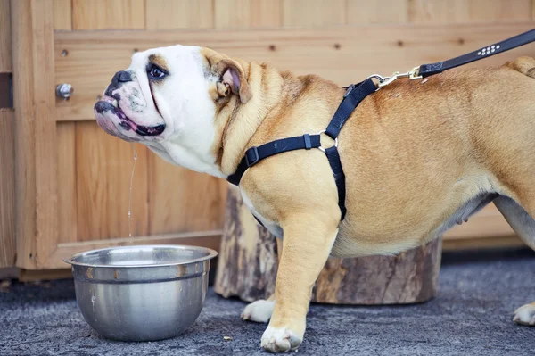 English Bulldog dog puppy drinking water